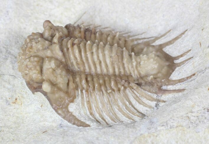 Bug X Acanthopyge Trilobite - Black Cat Mountain, Oklahoma #62929